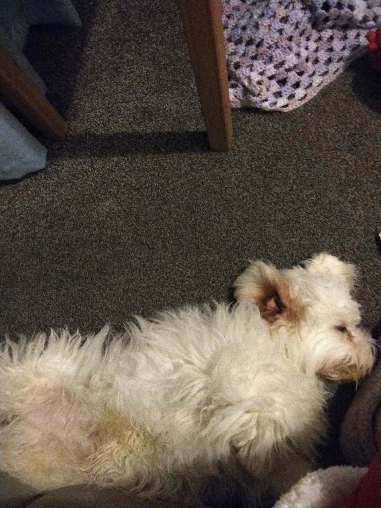 Bicheon Frise puppy 6mth old 