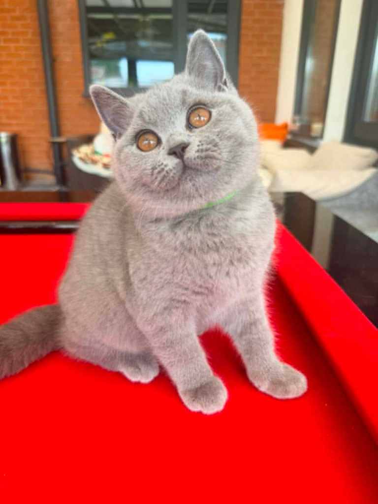 ONLY ONE FEMALE LEFT - READY - GCCF BRITISH SHORTHAIR