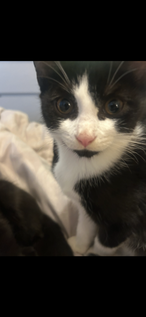 Kittens 14wks