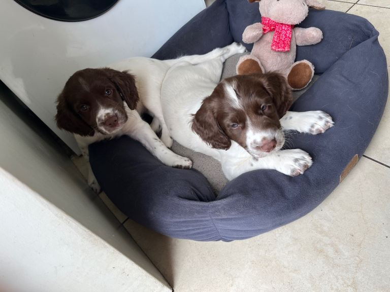KC Registered Springer Spaniel Pups