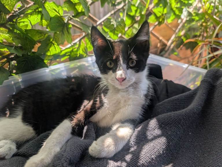 kittens for sale