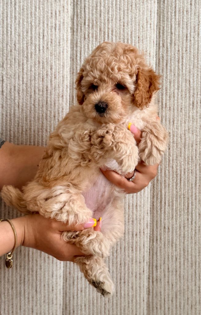 ✨Exceptional F1BB Cockapoo Puppies✨