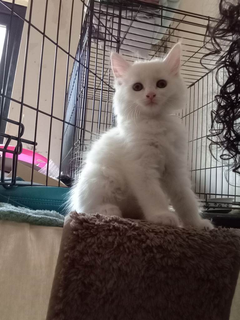 1 remaining  Siberian forest kittens ( pure white)   