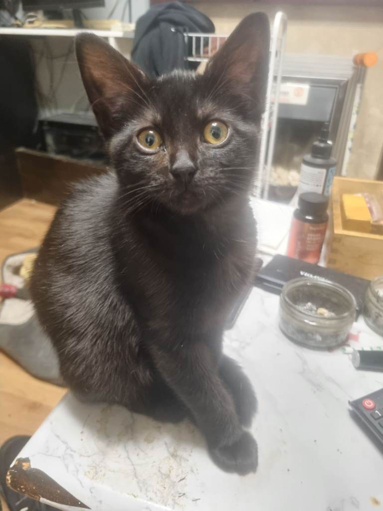 Black Kitten 12 weeks