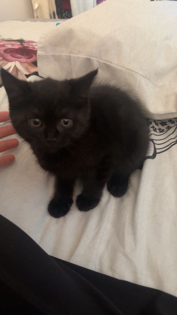 1 kitten desperate for her forever home
