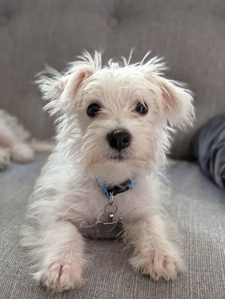 Gorgeous Westiepoo Puppy 
