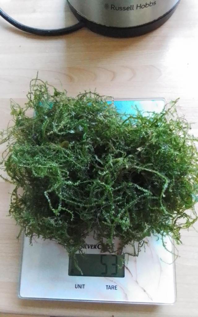 Java Moss