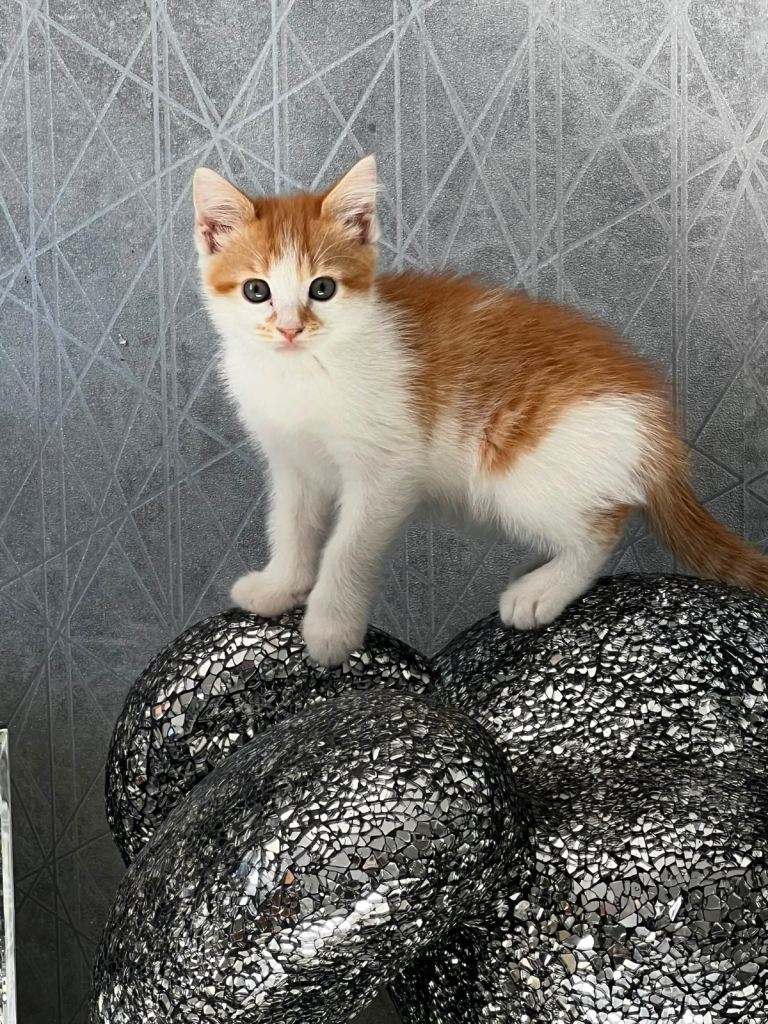 Beautiful kittens