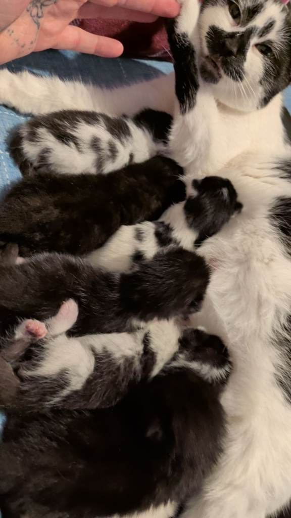 Kittens 