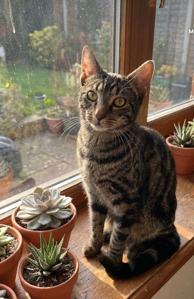 Beautiful 2 years old half bengal cat for sale 
