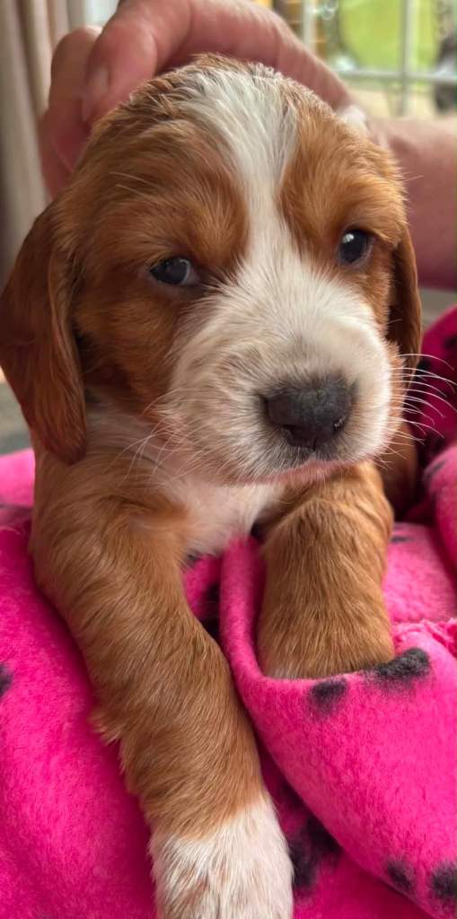 Cockapoo pups for sale