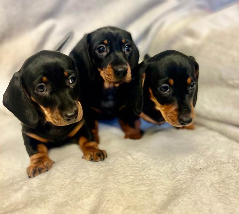 Miniature dachshund puppies