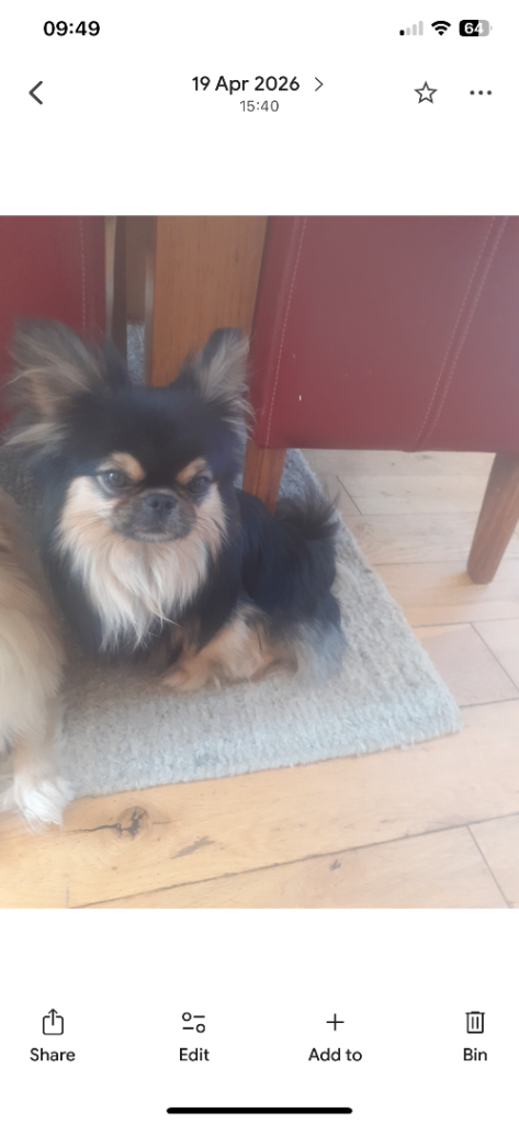 Tiny 2 year old chihuahua x Pekingese 