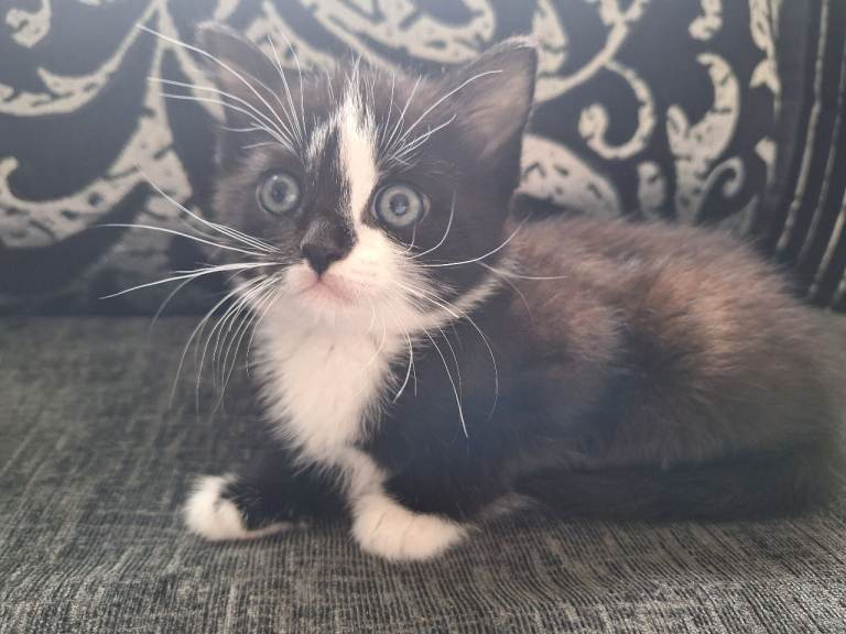 Kitten's 