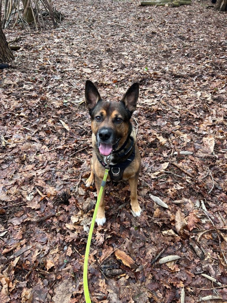 7yr old German shepherd x American bulldog 