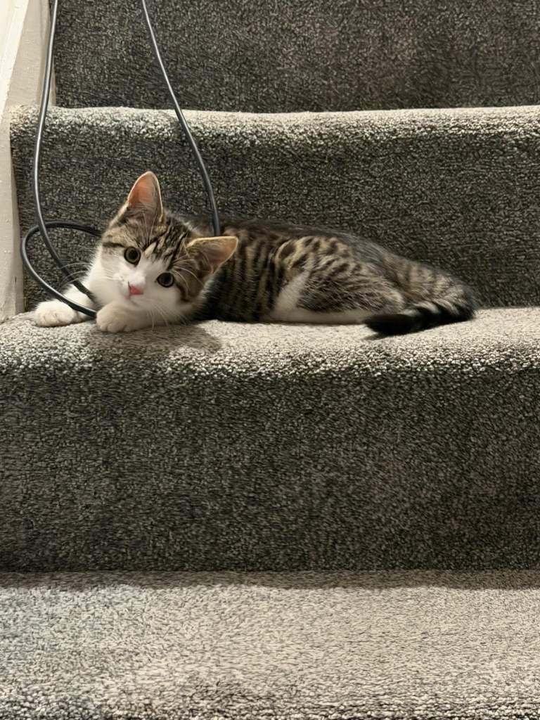 Super cute kitten for sale 