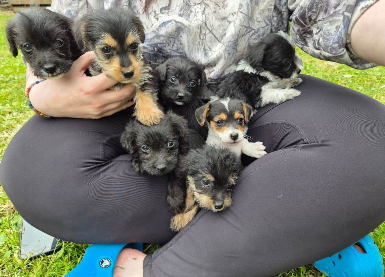 Jackapoo puppied