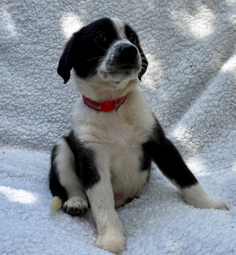 German shepherd mix puppies