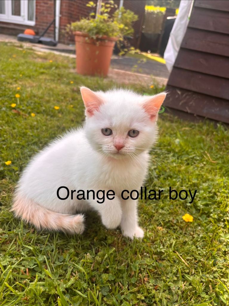 GGCF British shorthair Cream colourpoint male kitten last one left 