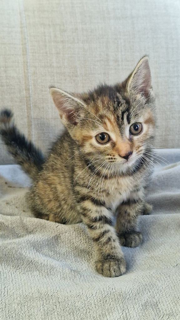 KITTENS LOOKING FOR A NEW HOME!