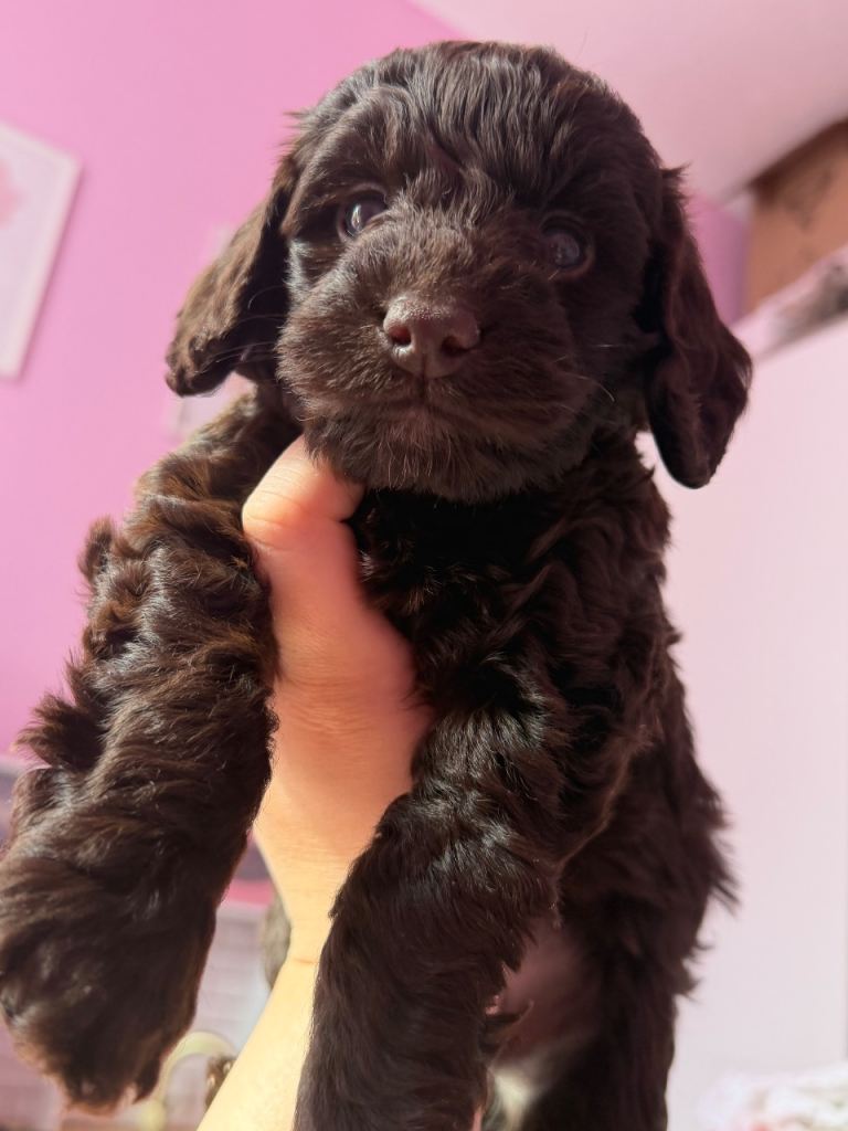 Cockapoo puppy