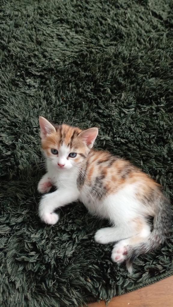 Beautiful Calico Kittens – 2 Gorgeous Female Kittens Looking for Forever Homes