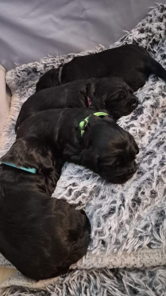 Sprocker spanial puppies.