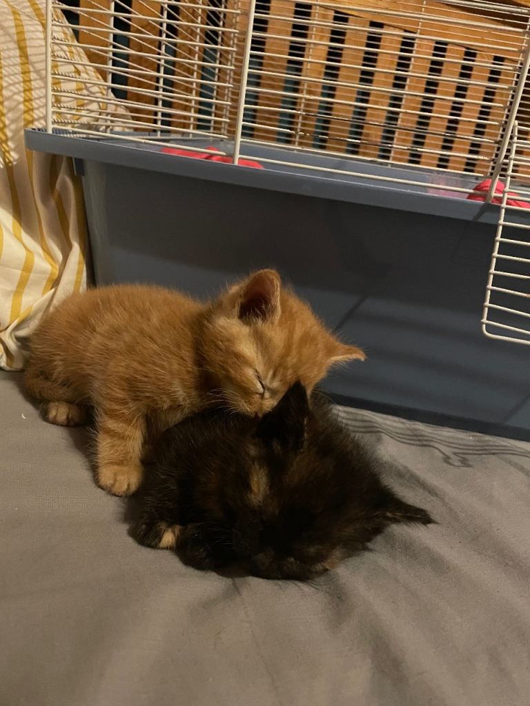 Kittens
