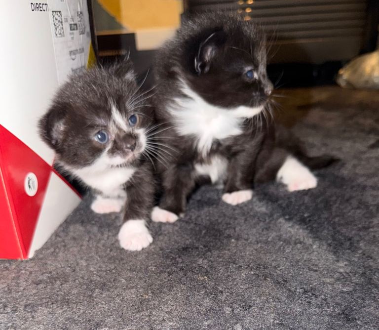3 beautiful kittens 
