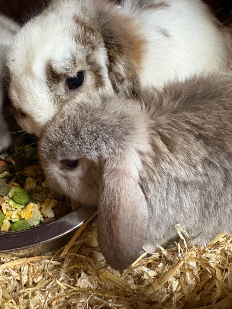Mini lop baby girl