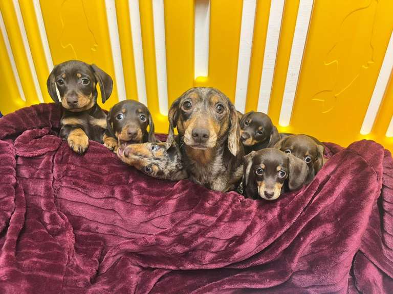 Stunning miniature pedigree Dachshunds