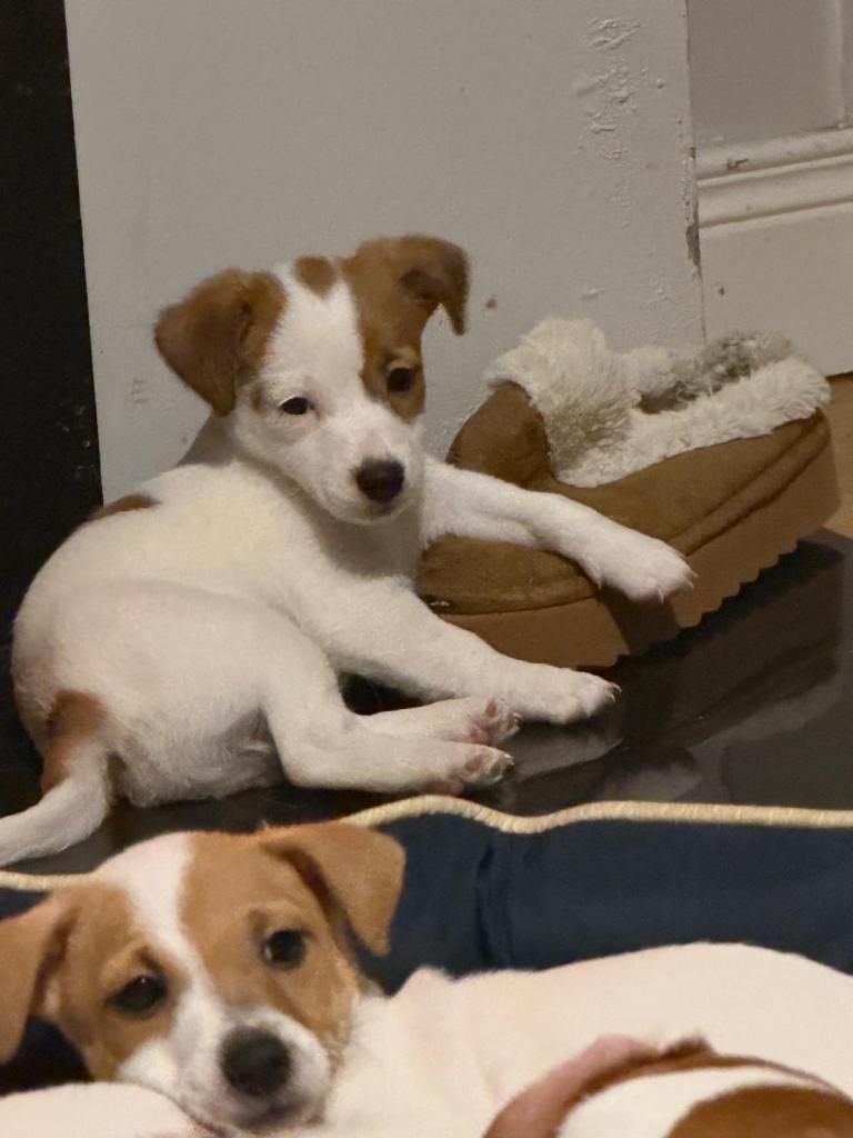 Mini Jack Russell 