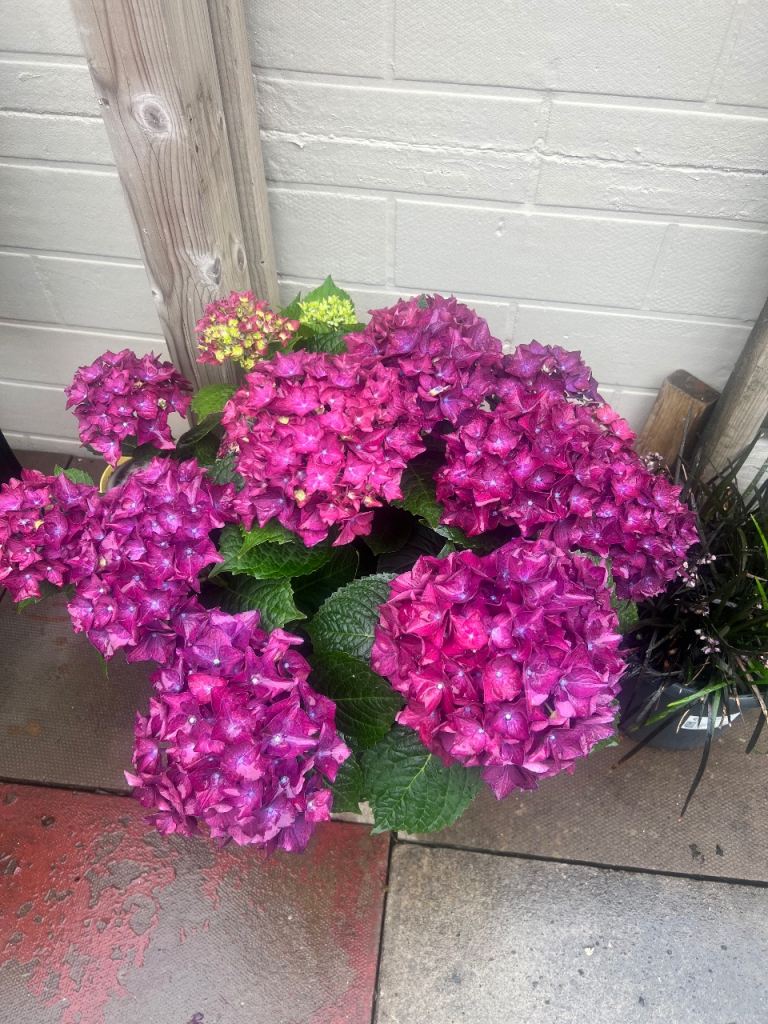 Hydrangeas rare colour purple and blue 