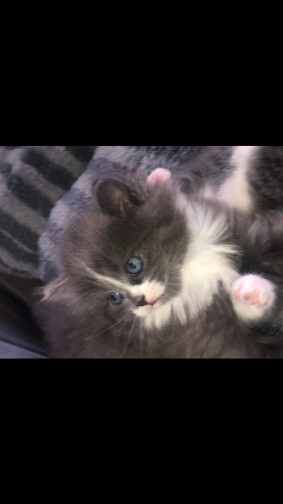 Half British long hair beautiful blue eyed  kittens 