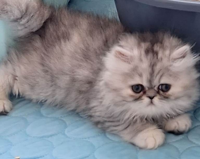 Purebred persian female kittens