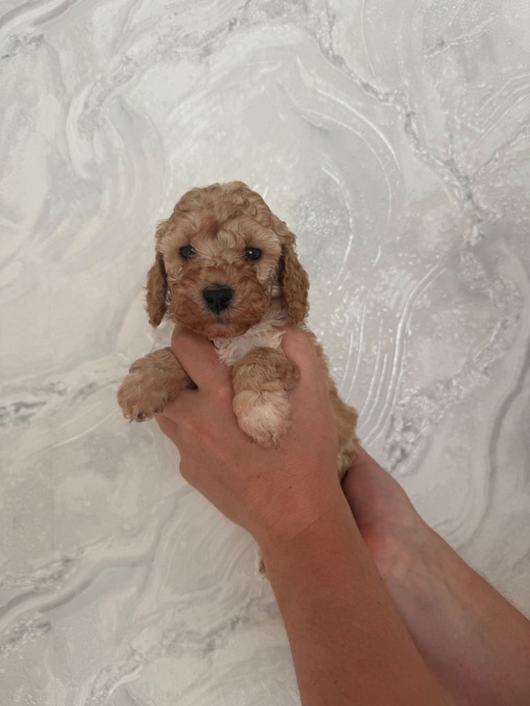 F2 Cockapoo Puppies 