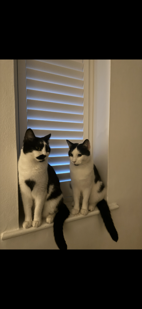  Bambi & Simba Loving Bonded Cats Looking for a Forever Home 