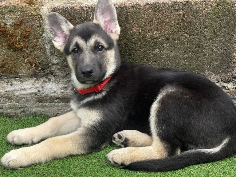 German shepherd x white Swiss shepherd puppies 