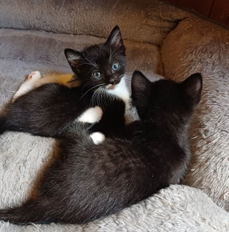 3 Fun-Loving Kittens Ready for a New Home