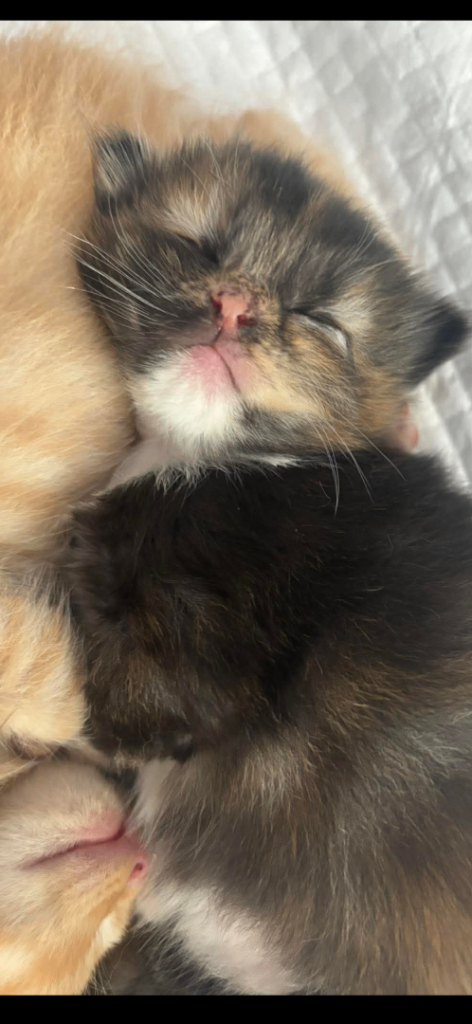  2 x Dark female 