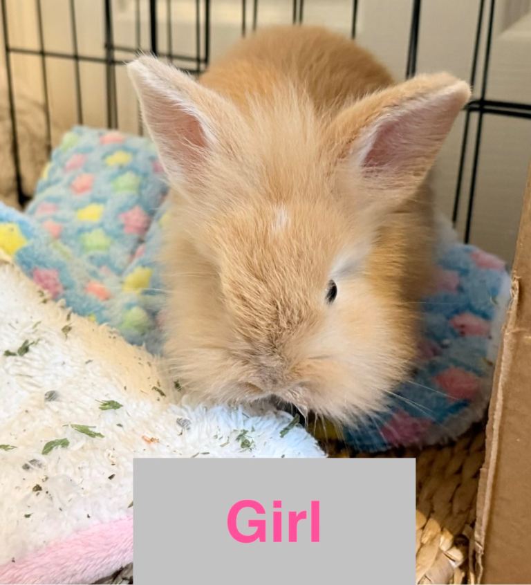 Double Maned Lionhead READY NOW 