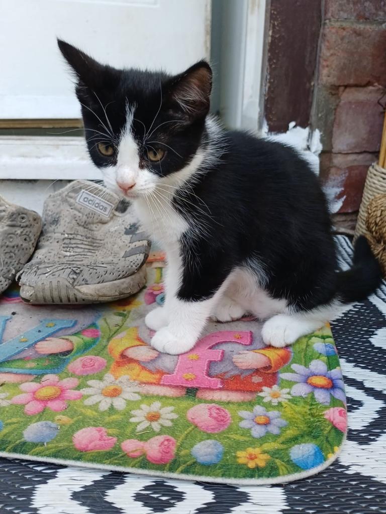 Kitten
