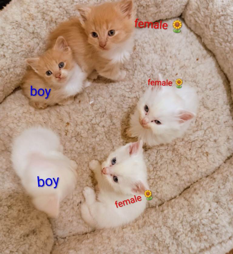 Kittens mixed breeds 