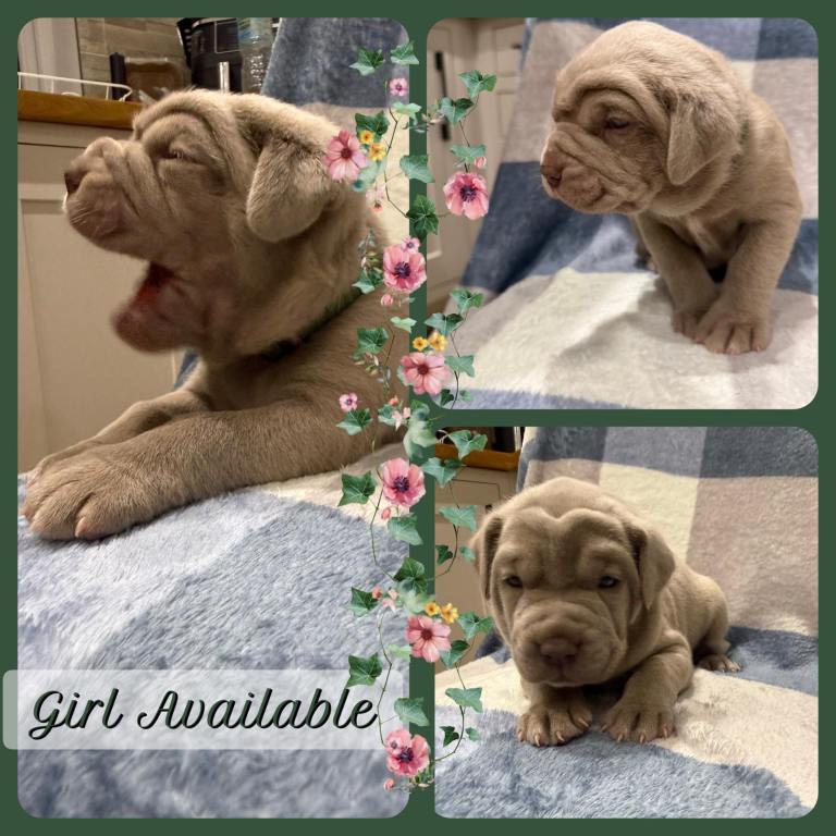 Neapolitan Mastiff X Cane Corso