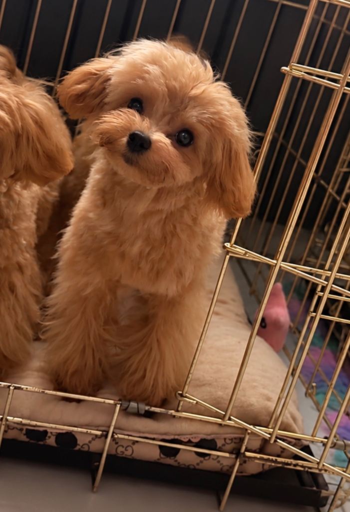 Asian Maltipoo 