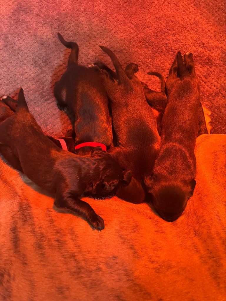 Pups for sale born in a few weeks 