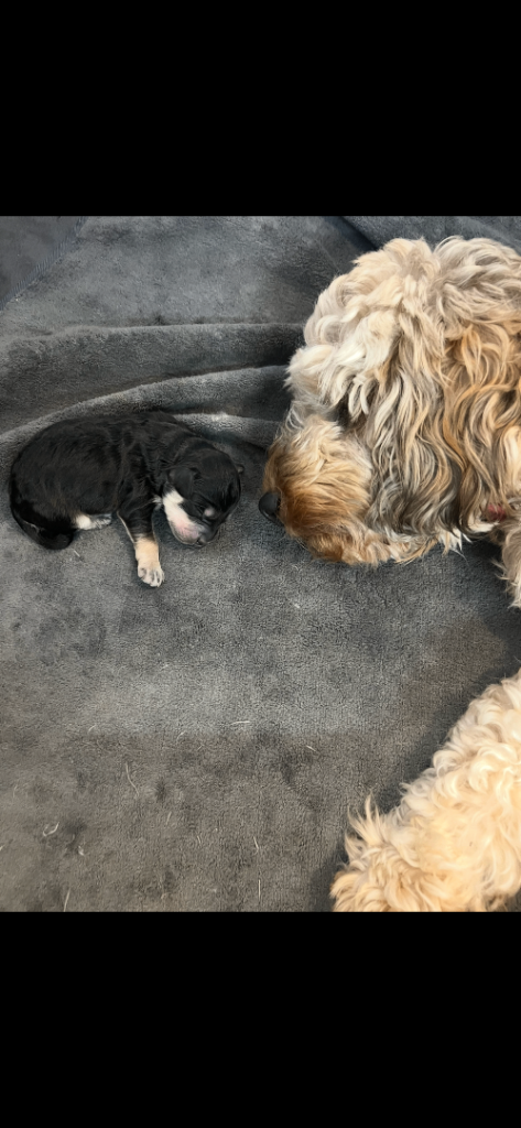 Stunning miniature F1B cockapoos!