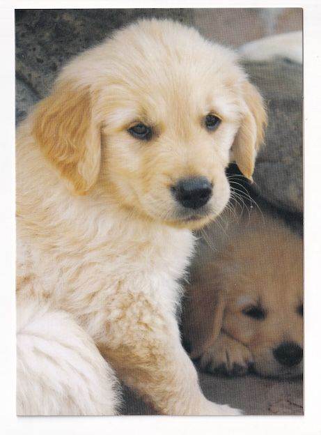 Framed Or Un-Framed Original Print Of A Puppy Dog
