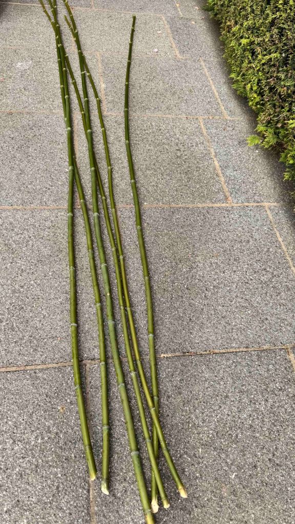 Bamboo Canes. Various Lenghts. Price Per 10 Canes 