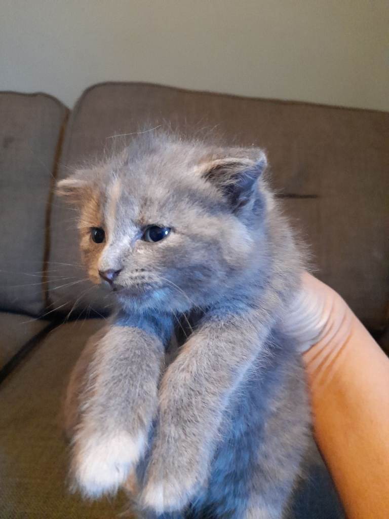 Kittens 